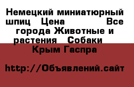 Немецкий миниатюрный шпиц › Цена ­ 60 000 - Все города Животные и растения » Собаки   . Крым,Гаспра